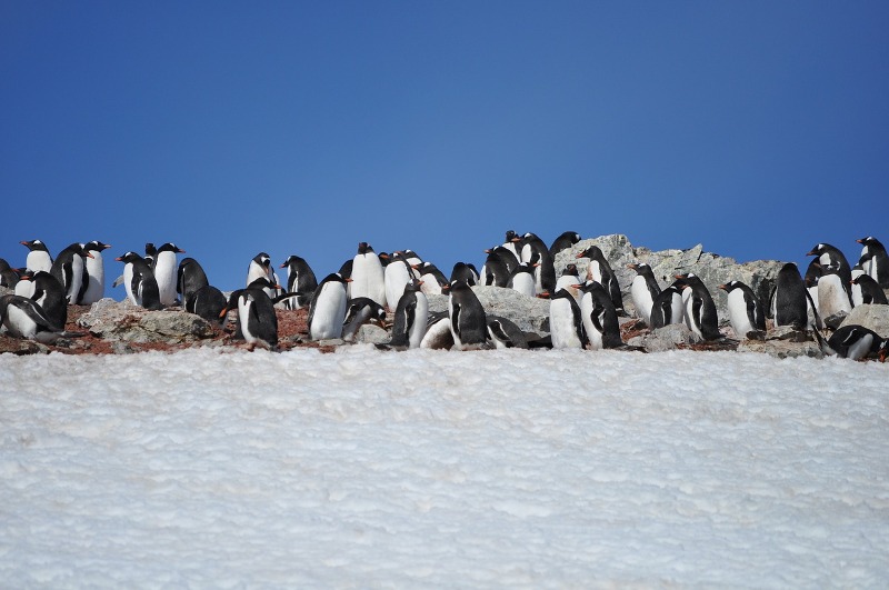 Субантарктические пингвины